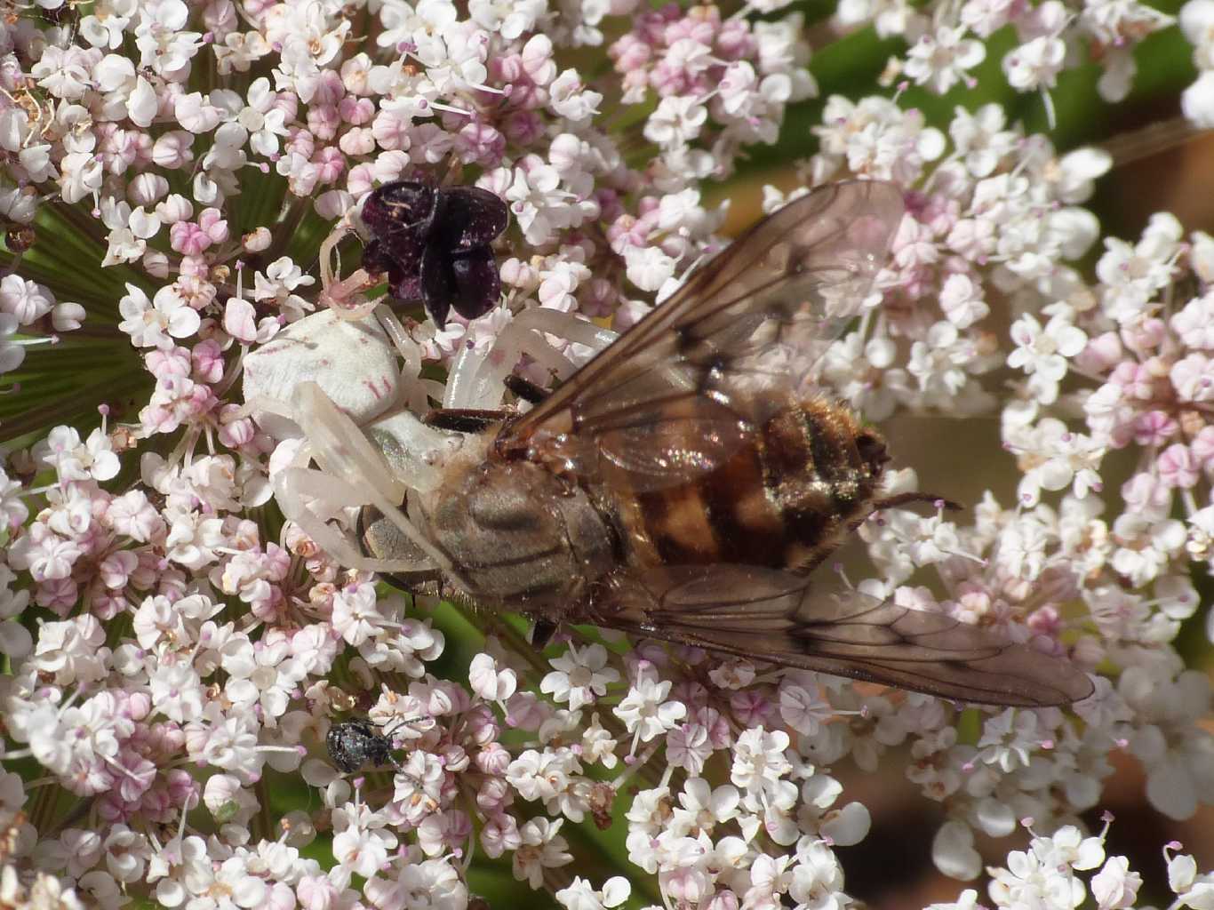 Thomisus onustus con ovisacco - S. Teresa Gallura (OT)